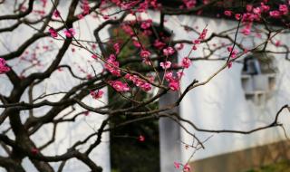 南京梅花山门票